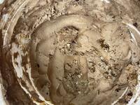 German Chocolate Cake